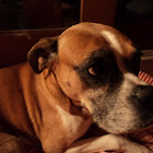 American Boxer