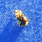 Jagged Ambush Bug