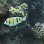 Convict Surgeonfish