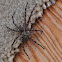 Nursery Web Spider