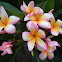 frangipani / kamboja