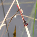 Small Red Damselfly