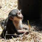 Diana monkey