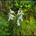 White-Fringed Orchid