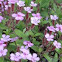 Saponaria
