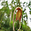 Masdevallia Sp.