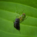 Cucumber Green Spider