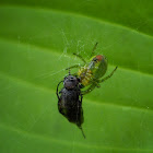 Cucumber Green Spider
