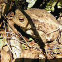 Common toad