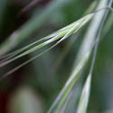 Brome Grass