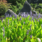Pickerelweed