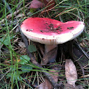 Russula