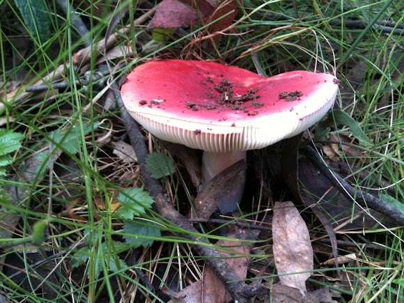 Spotting Image 1