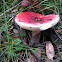 Russula