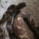 Gray Ratsnake