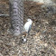 White-Breasted Nuthatch