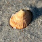 Cayenne keyhole limpet