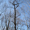 Pignut Hickory