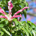 Palo borracho (Ceiba speciosa)