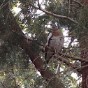 White-winged Dove