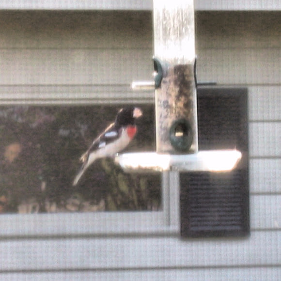 Spotting Image 1