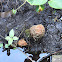 Bald Cypress Knees