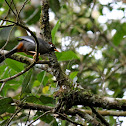 Chestnut-capped Laughingthrush