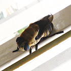Squirrel Bot Fly