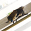 Squirrel Bot Fly