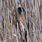 Reed Bunting; Escribano Palustre