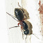 Acrobat ant