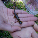 Southern Torrent Salamander