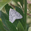 Moth