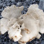 Leaf Leather Coral