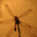 Owl Fly