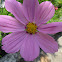 Cosmos