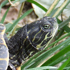 Yellow-bellied slider,Tarataruga-da-Flórida