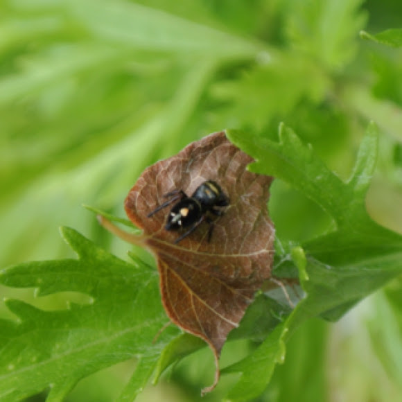 Spotting Image 1