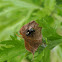 Bold Jumper Spider