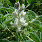 white lupin