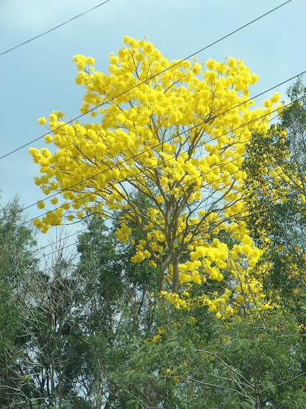 Spotting Image 1