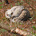 Wisconsin Fauna