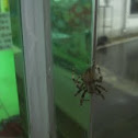 garden spider