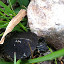 Painted Turtle