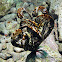 Feather Star