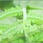 Common Male Fern
