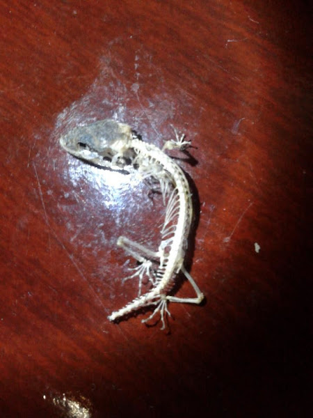 Common House Gecko [Skeleton] | Project Noah