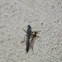 Grasshoppper