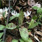 Trout Lily