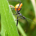 Wheel Bug Nymph